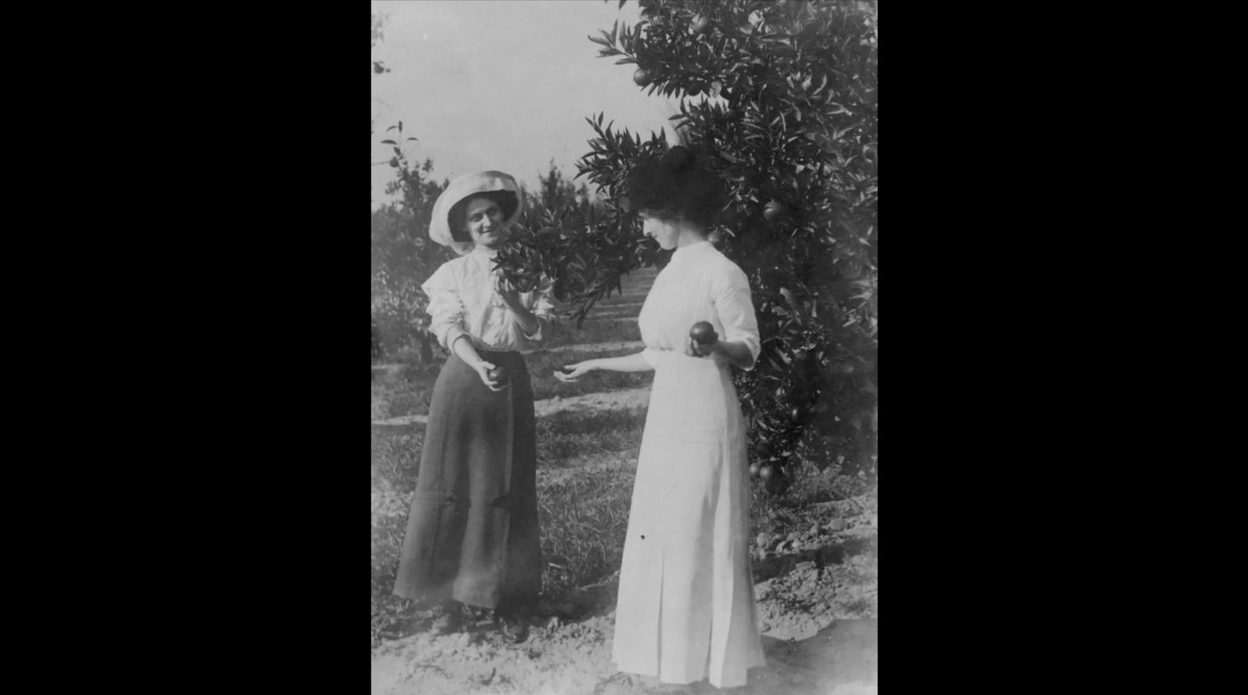 Orange Grove