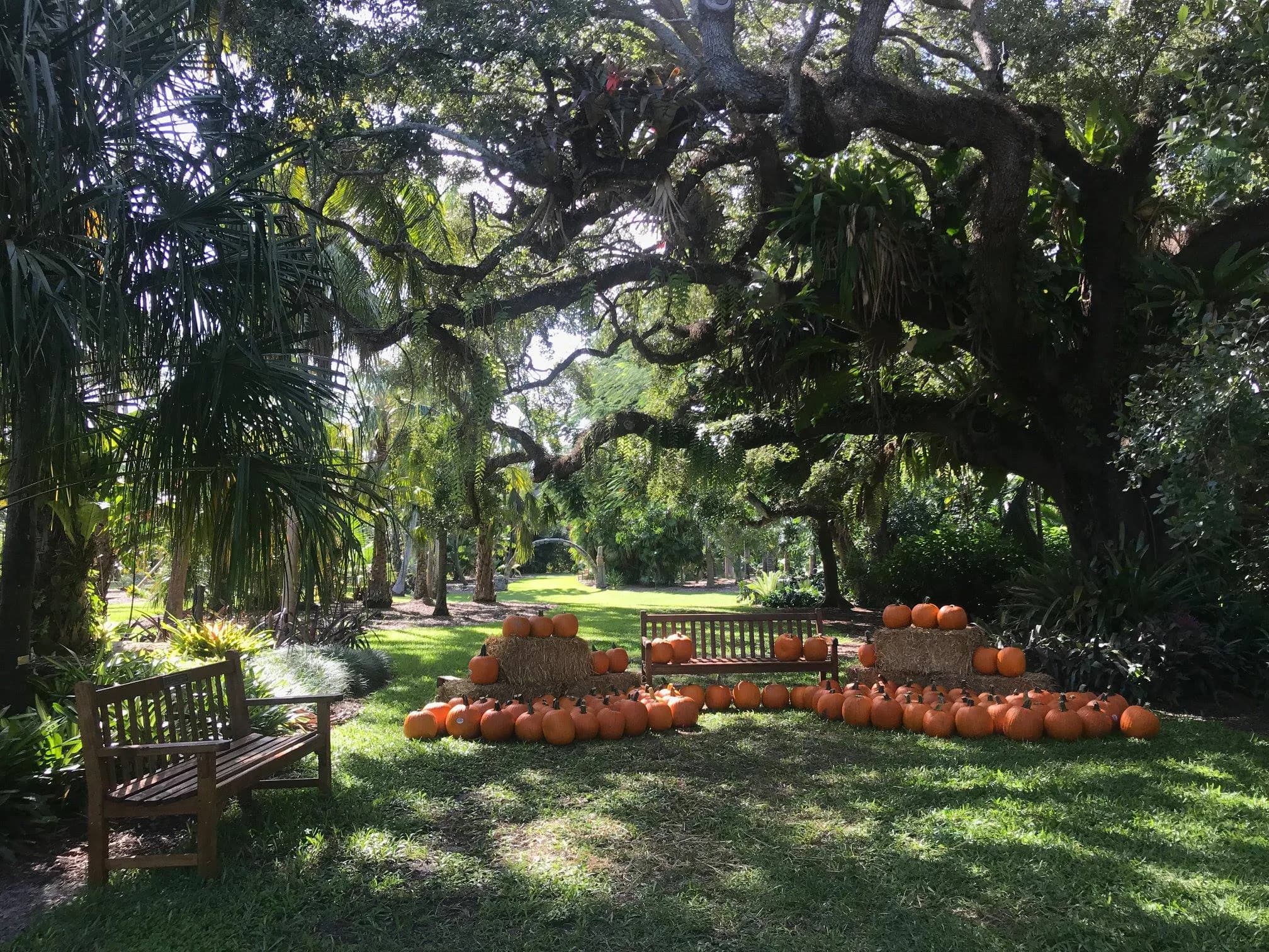 Pumpkin Patch