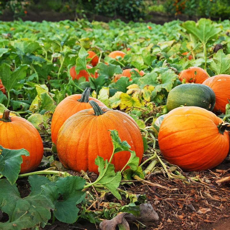 Pumpkin Patch